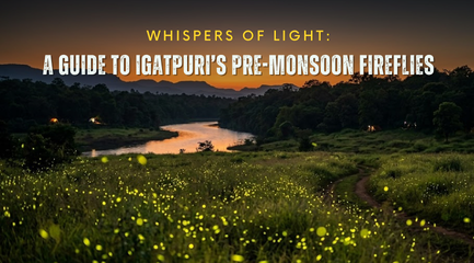 Whispers of Light: A Guide to Igatpuri’s Pre-Monsoon Fireflies