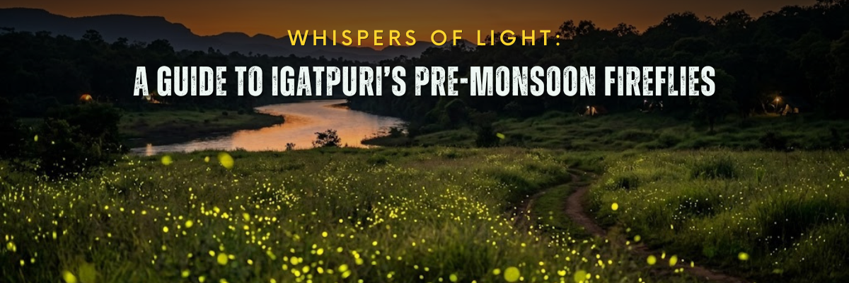 Whispers of Light: A Guide to Igatpuri’s Pre-Monsoon Fireflies